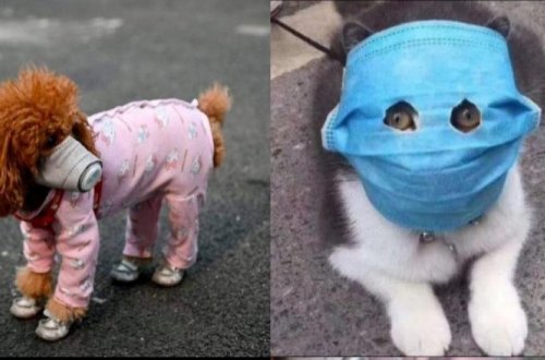 Инфекционист Гамид Гаджиагаев: Домашние животные не являются переносчиками коронавируса