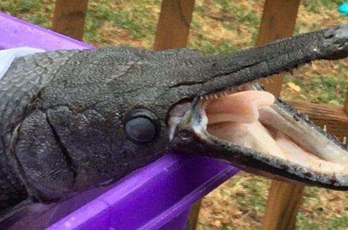 В США нашли редкую рыбу, похожую на крокодила - ФОТО