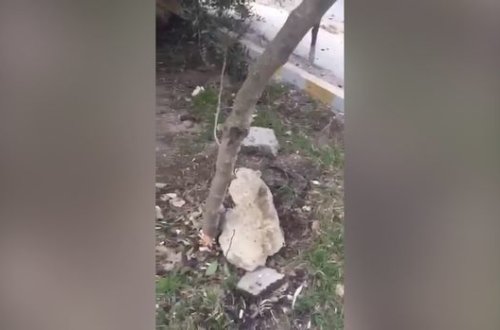 В Баку неизвестные серьезно повредили деревья - ВИДЕО