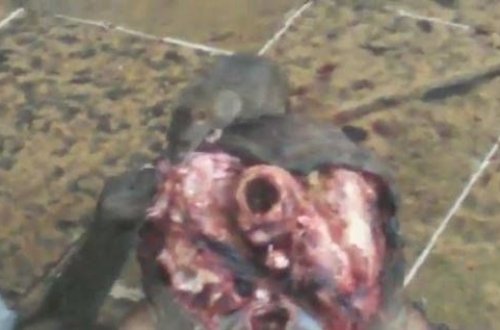 Bakıda ət mağazasında siçanlar “at oynadır” - VİDEO