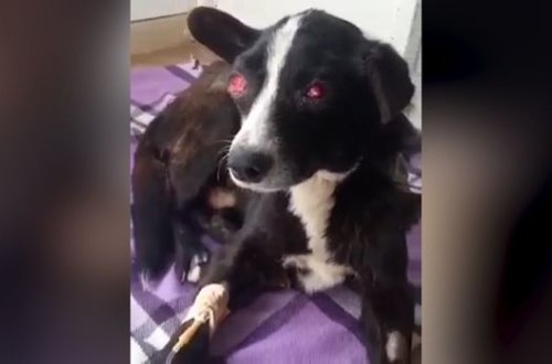 İşgəncəyə məruz qalmış itin kimyaterapiya müalicəsinə başlanılıb - VİDEO