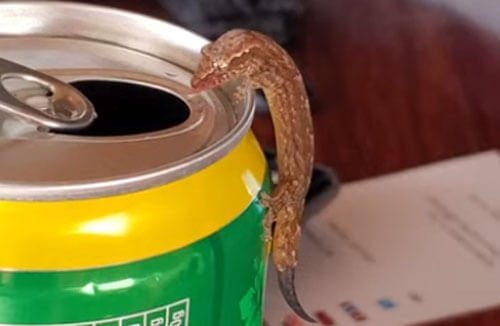 Маленькая ящерица оказалась большой любительницей пива – ВИДЕО