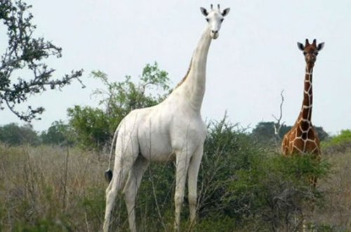 Ondan dünyada bir dənə qalmışdı... - FOTO