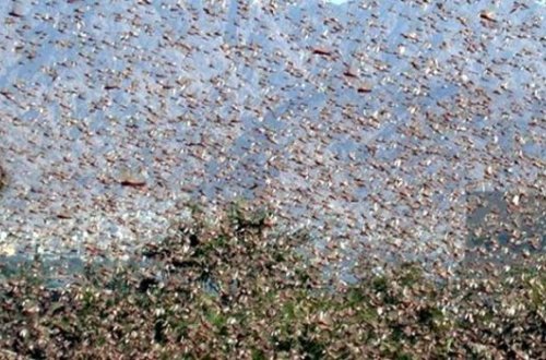Türkiyəyə yaxınlaşan təhlükə koronavirusdan təhlükəlidir