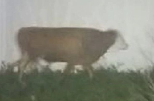 Polis bir aydır bu inəyi tuta bilmir – Video