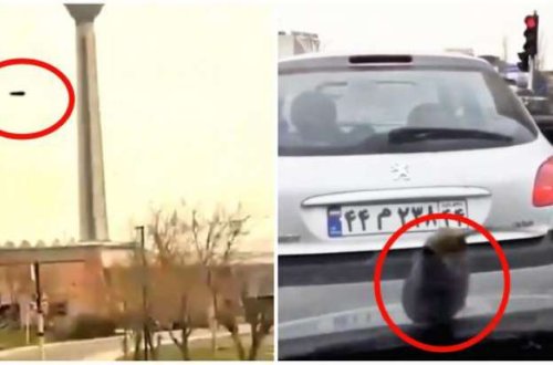 İranda qəribə hadisə: Göydən badımcan yağdı - Görüntülər