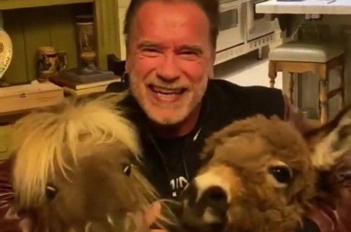 Арнольд Шварценеггер самоизолировался вместе с ослом и пони – ВИДЕО