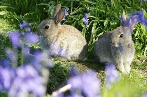 Milan parklarında dovşanlar peyda olub – FOTO