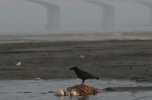 Hindistanda kişi həyat yoldaşından evə gətirdiyi insan ətindən yemək hazırlamağı tələb etdi