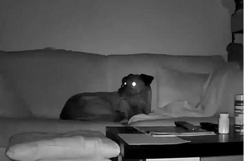 Собака почувствовала землетрясение еще до того, как оно произошло – ВИДЕО