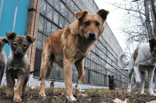 В Турции голодные из-за коронавируса собаки начали поедать друг друга – ВИДЕО