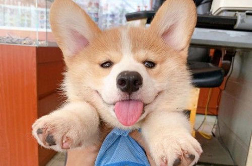 Щенок перепугал хозяина, инсценировав свое “кровавое убийство” – ФОТО