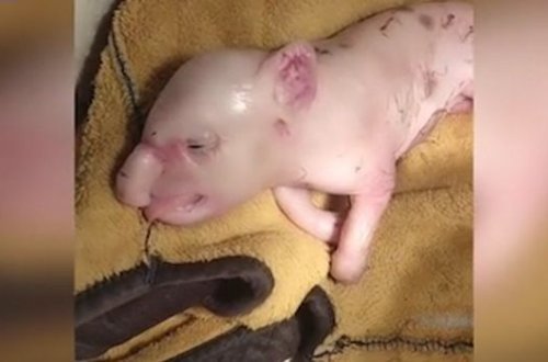 В Китае родился поросенок-мутант со слоновьим хоботом – ФОТО/ВИДЕО