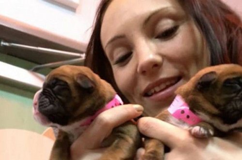 Супруги из Великобритании успешно клонировали своего пса после его смерти - ФОТО