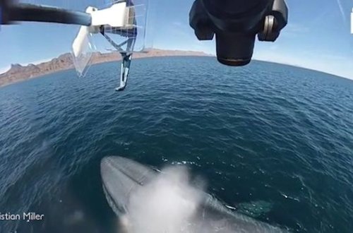 Mavi balina drona sərrast fəvvarə “atəşi açdı” – VİDEO