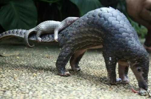 Коронавирусы, похожие на SARS-CoV-2, обнаружены у яванских панголинов