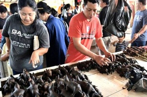 Çin koronavirusa səbəb olan yarasaları yenidən satışa çıxardı - FOTO