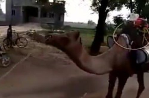 Beləsi olmamışdı! Dəvəylə dezinfeksiya - VİDEO