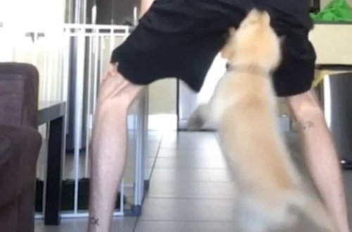 Küçük canlı yayımda rəqs edən sahibini dişlədi – VİDEO