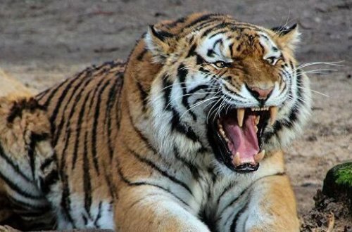 Hindistanda pələnglər əraziyə görə dalaşdı – VİDEO