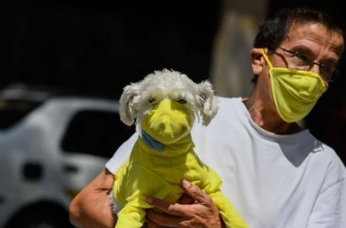 COVID-19 heyvanlar arasında da yayılmağa başlayıb