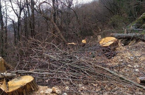 Zakir Fərəcovun rəhbəri olduğu şəhərdə ağaclar kütləvi şəkildə kəsildi – VİDEO