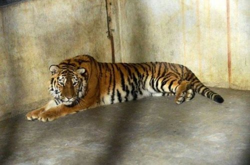 Тигрица в зоопарке Нью-Йорка заразилась коронавирусом