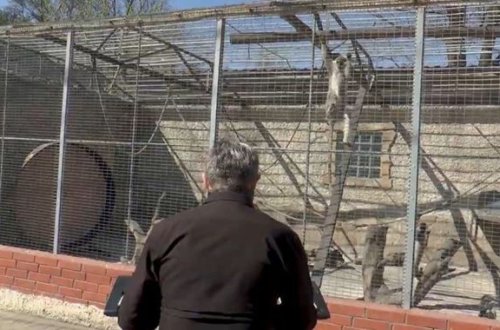 Zooparkın müdiri heyvanlara konsert verdi – VİDEO