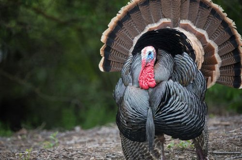 В США нашли птичий грипп у индеек