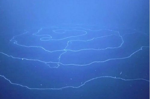 Ученые засняли удивительное морское существо длиной 47 метров – ВИДЕО