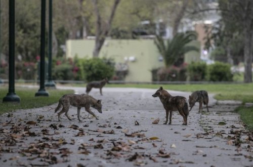 Tel-Əvivin əsas parkını çaqqallar basıb – Fotolar