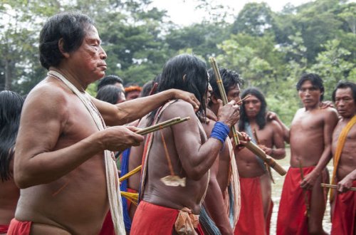 Koronavirus Amazoniya hindularını tamamilə məhv edə bilər