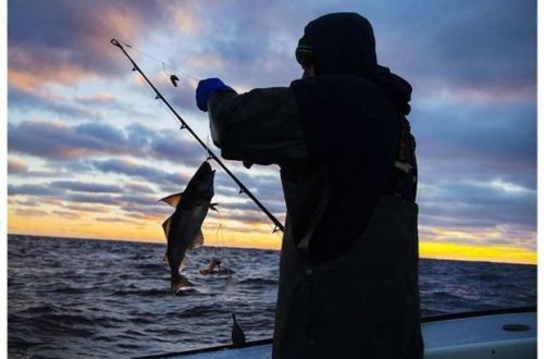 В Азербайджане объявят мораторий на вылов рыбы
