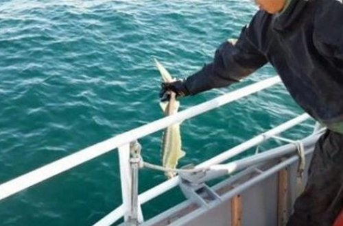 Qazaxıstanda azərbaycanlı brakonyerlər tutuldu - FOTO