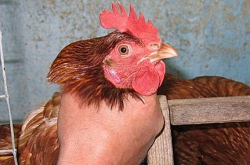 В Баку братья-армяне задержаны за кражу кур