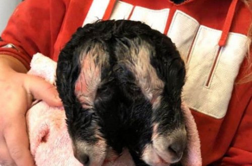 На ферме в США живет двухголовый козленок, который ест сразу двумя ртами – ФОТО/ВИДЕО