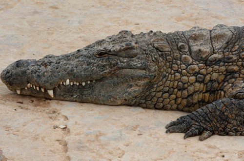 В Мексике опустевшие пляжи заполонили крокодилы