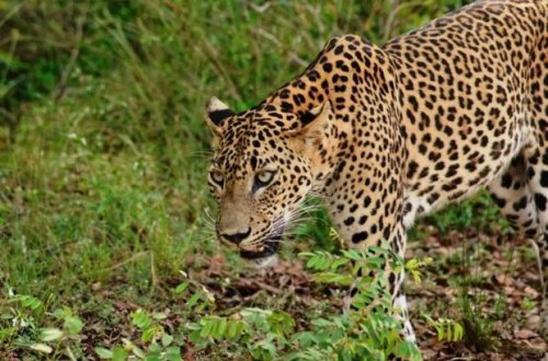 В Индии поймали леопарда, который забрался в клинику - ВИДЕО