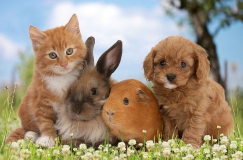 İnsanlar ev heyvanlarını koronavirusa yoluxdura bilər