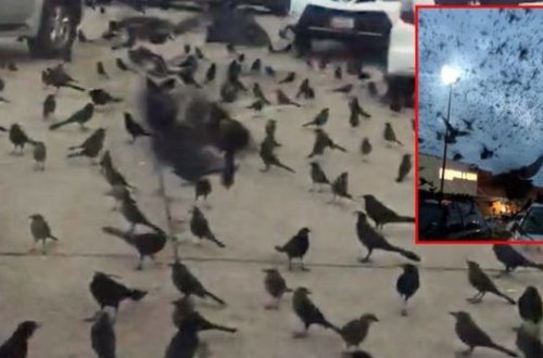 ABŞ-da qarğa dəstəsi insanlara hücum etdi - VİDEO