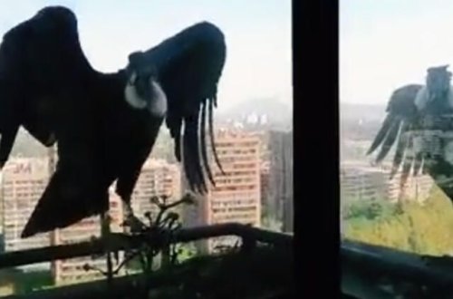 Bu şəhərlərə cəsəd yeyən quşlar daraşıb - Koronavirus / VİDEO