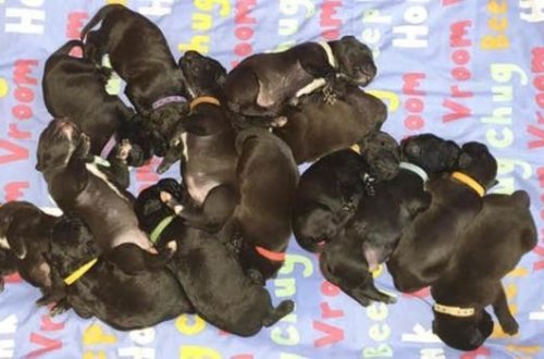 Avstraliyada it 21 küçük doğdu