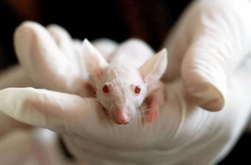 Rusiya koronavirus testləri üçün yeni siçanlar yaradır
