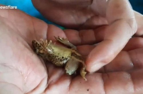 Tailandlı fermer saxladığı altıayaqlı qurbağanın ona uğur gətirdiyinə inanır – VİDEO