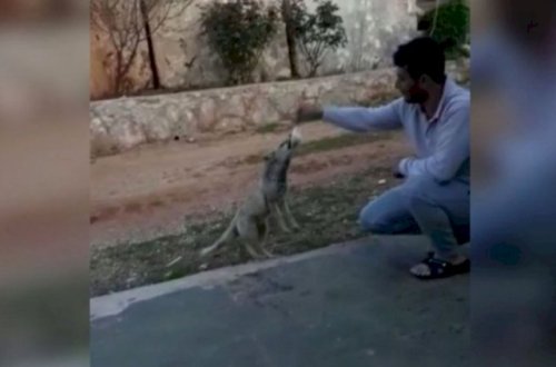 Tülkünü əhilləşdirdilər - Fotolar