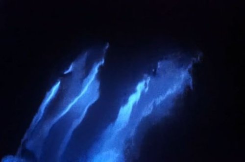 У берегов Калифорнии удалось заснять стаю светящихся дельфинов – ВИДЕО