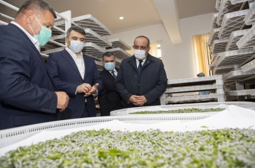 20 min qutu hibrid ipəkqurdu sənaye toxumlarının kümçülərə paylanmasına başlanılıb