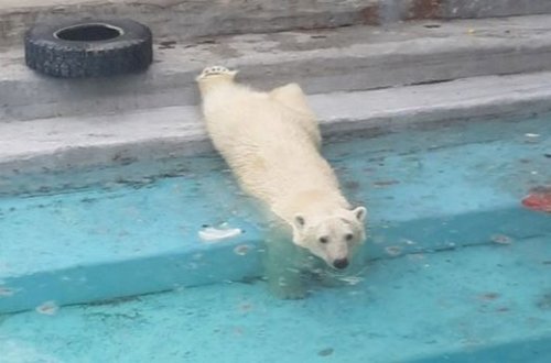 Ağ ayı zooparka cütləşmək üçün yeni gətirilmiş rəfiqəsini öldürdü - VİDEO