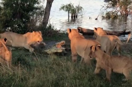 В Африке пять львиц напали на крокодила – ВИДЕО