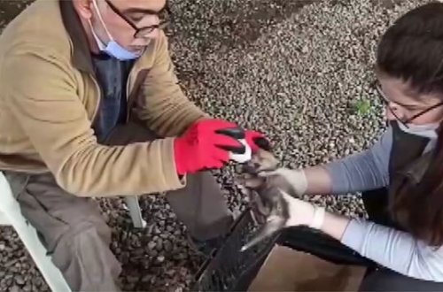 Çobanlar təsadüfən tapdıqları canavar balalarını bəslədilər - VİDEO